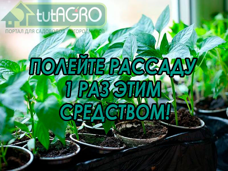 Рассада преобразится на глазах!
