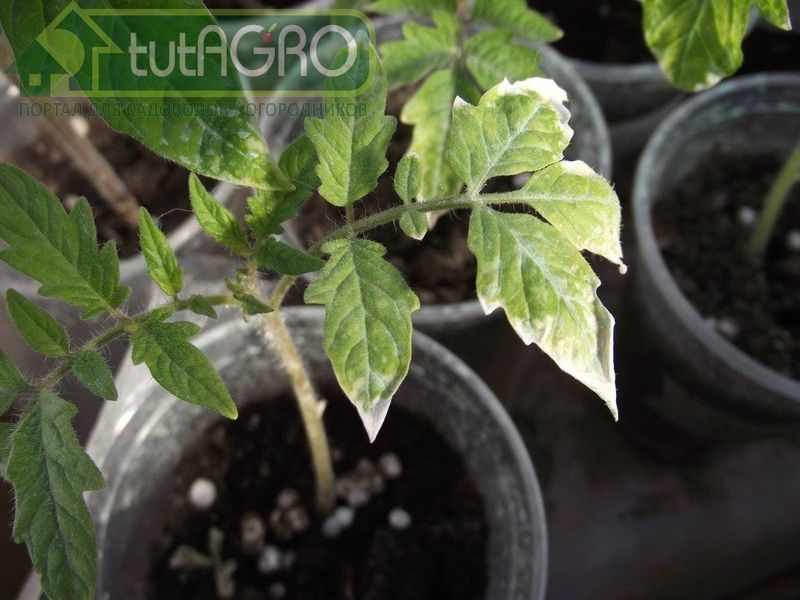 Среди опасных симптомов - подсыхание краев листьев и жилок - AGROzen