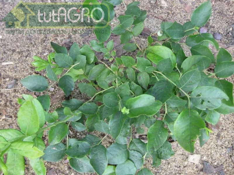 Голубика - самоопыляемое растение - AGROzen