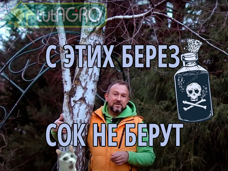 С каких берез и кленов не стоит заготавливать сок