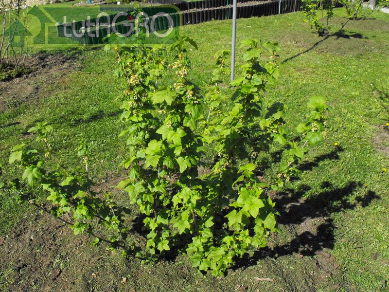 О будущем урожае необходимо побеспокоиться весной - AGROzen