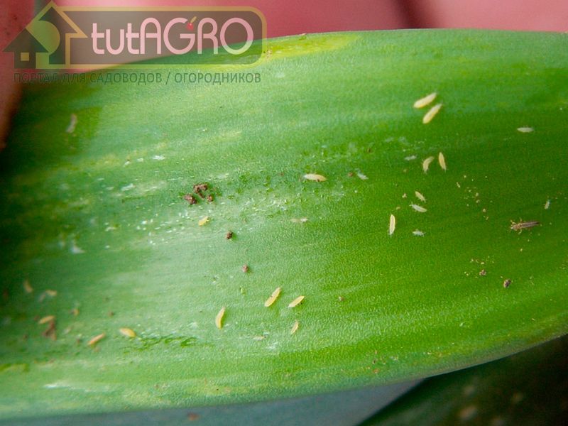 Трипс, несмотря на свой маленький размер, может принести немало вреда Трипс, несмотря на свой маленький размер, может принести немало вреда - AGROzen