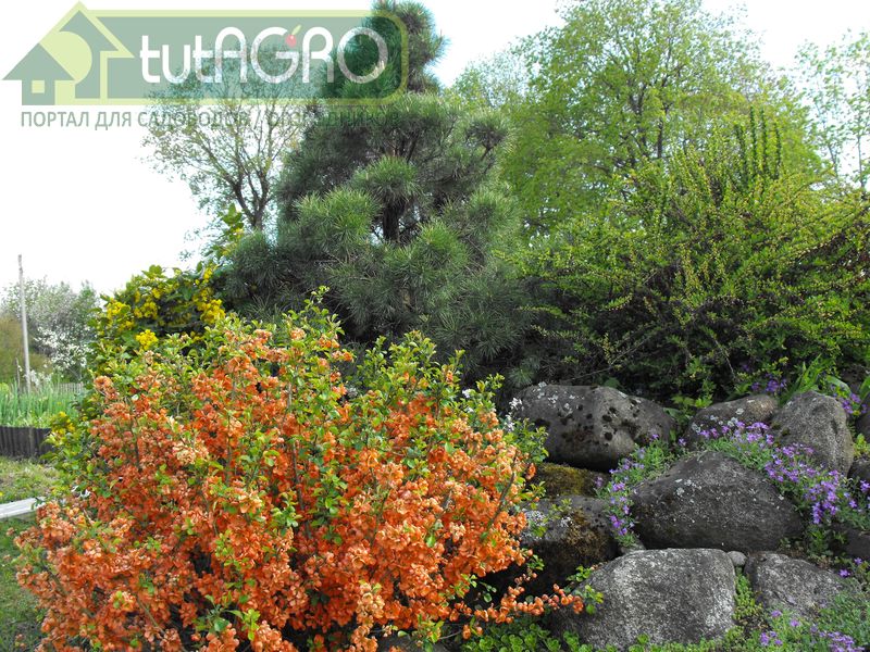 Прежде чем удобрять растения, слегка разрыхлите почву вокруг кустарников Прежде чем удобрять растения, слегка разрыхлите почву вокруг кустарников - AGROzen