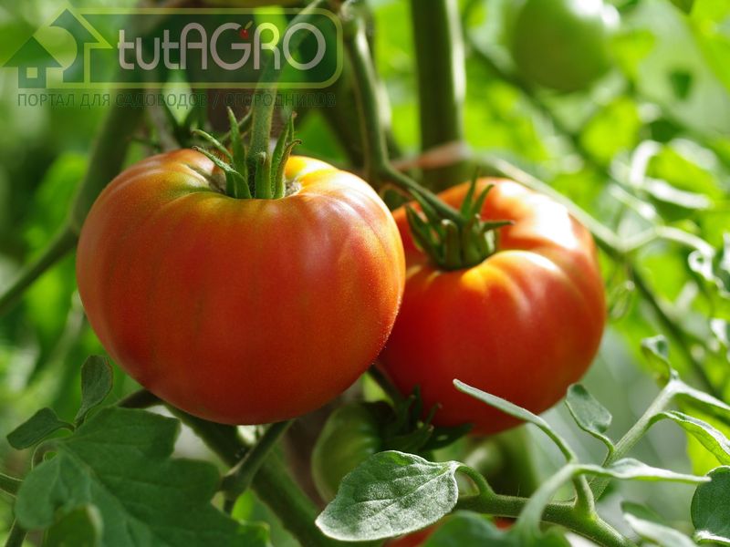 Делай раз, делай два, делай три! Таблица обработок растений - AGROzen