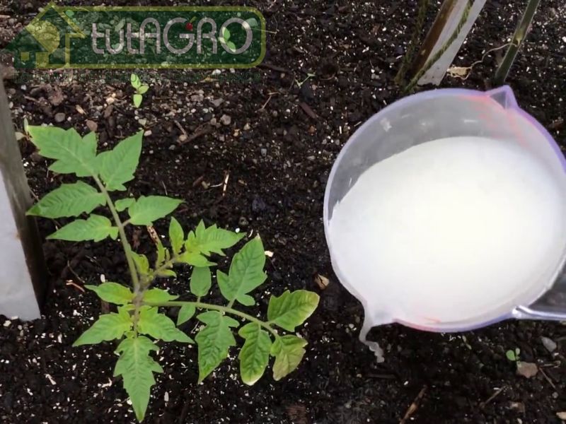 Приготовить домашний биоактиватор - AGROzen