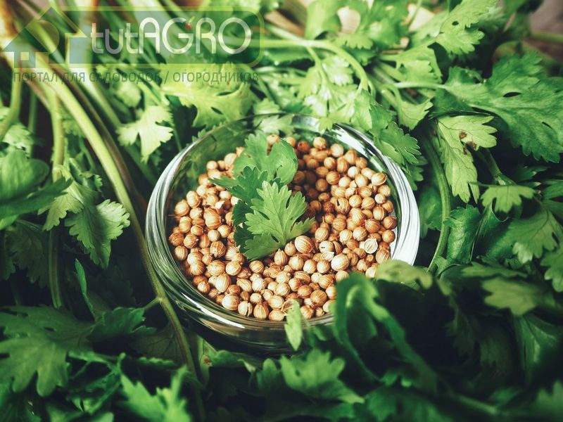 Плоды кориандра богаты эфирными и жирными маслами - AGROzen