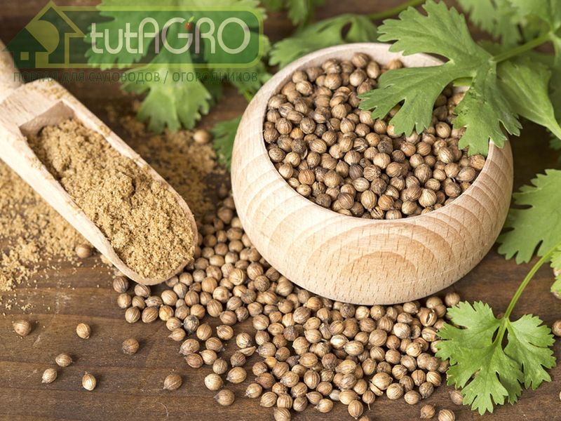 Кориандр неприхотлив в уходе - AGROzen