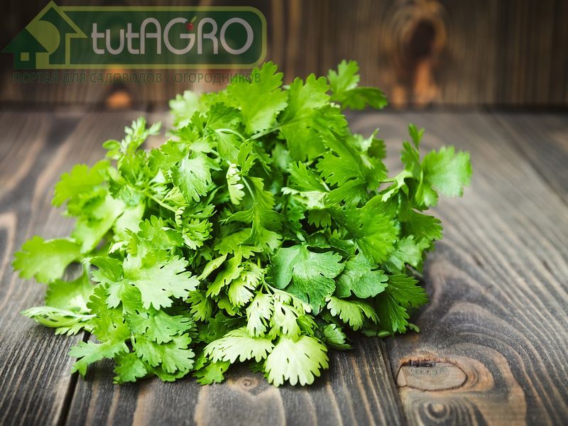 Кориандр можно выращивать в горшке - AGROzen