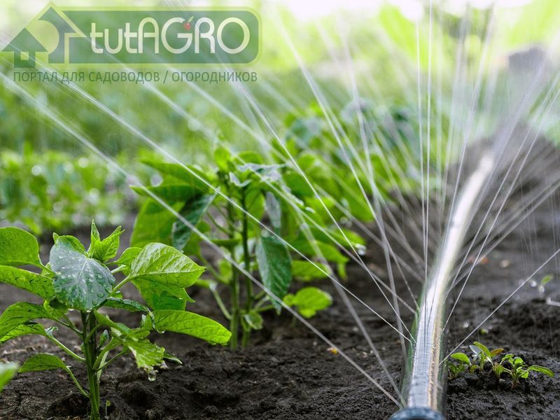 Вреда от зеленой воды никакого нет - AGROzen