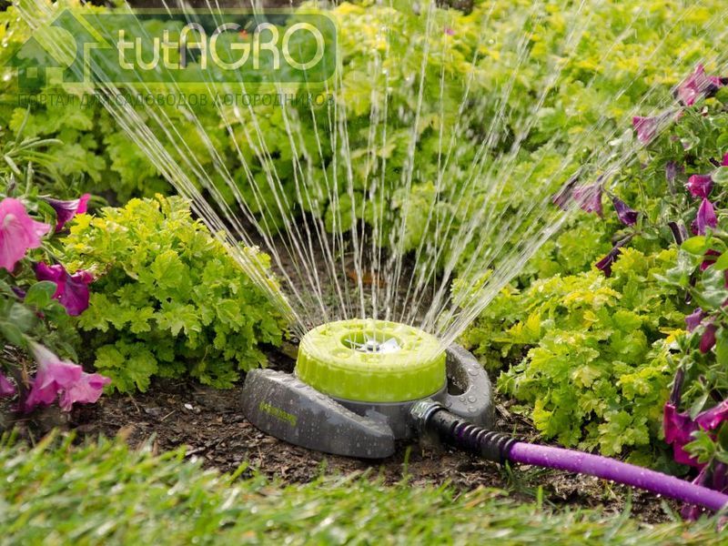 В бочке с обыкновенной водой будет непрерывно нарастать полезная биомасса - AGROzen