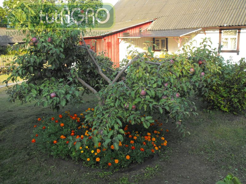 Лучше всего начинать борьбу во время цветения садов - AGROzen