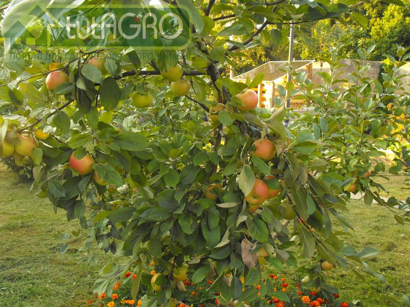 Три рецепта на все случаи - AGROzen