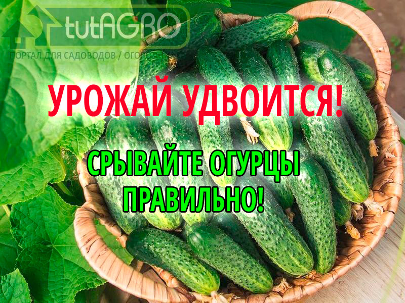 Срывайте огурцы правильно!