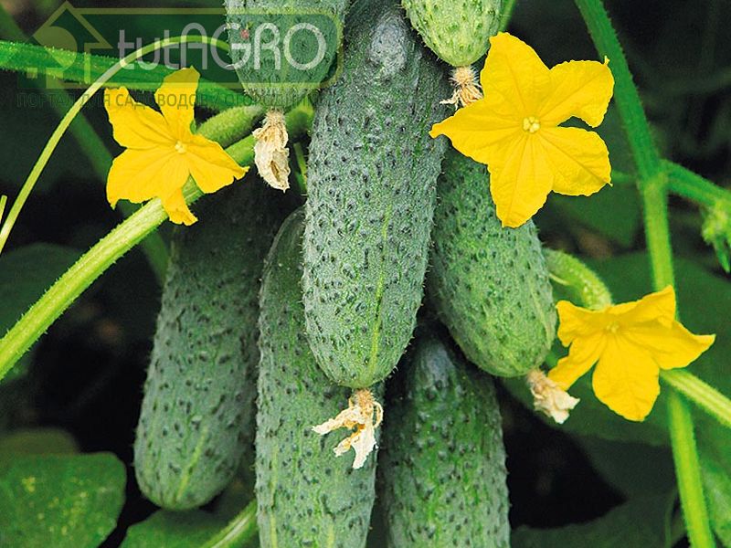 Раствор может храниться сколько угодно - AGROzen