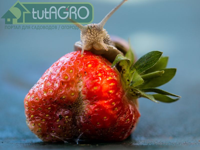 Хранить раствор можно 12 дней Хранить раствор можно 12 дней - AGROzen
