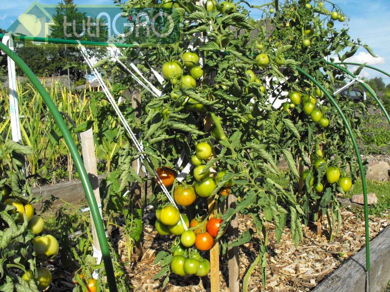 Один из важнейших элементов питания растений – калий - AGROzen