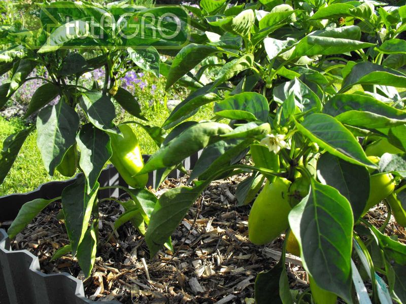 В период налива плодов калийное голодание может привести к неравномерной окраске плода - AGROzen