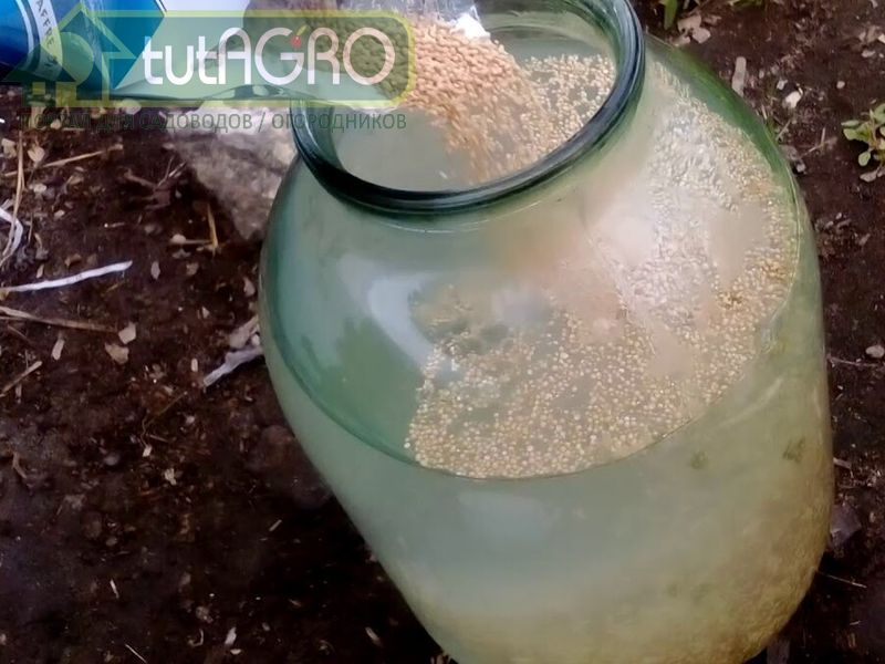 При посадке в лунку обязательно добавляются питательные компоненты - AGROzen
