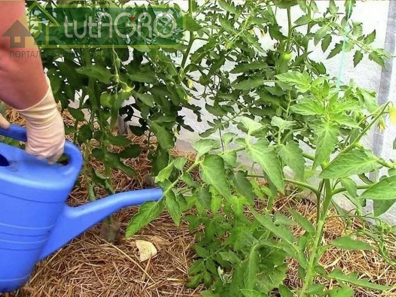 Почему так важны подкормки в процессе роста растений? - AGROzen