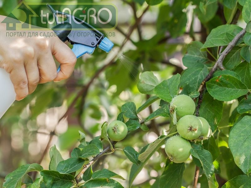 Прекрасные результаты дает обработка Биопагом - AGROzen