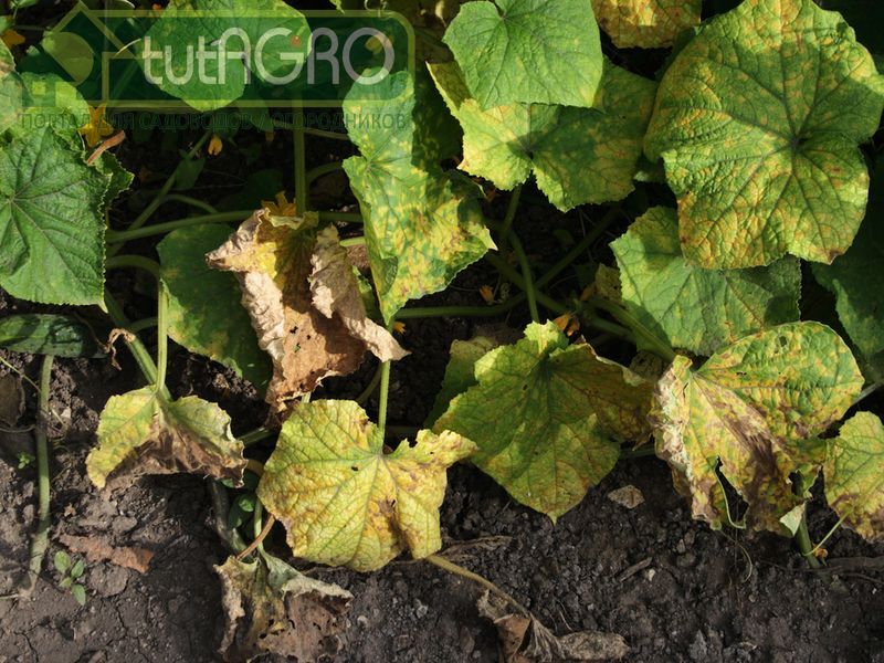 Избавиться от пероноспороза на участке, причем на долгое время - AGROzen