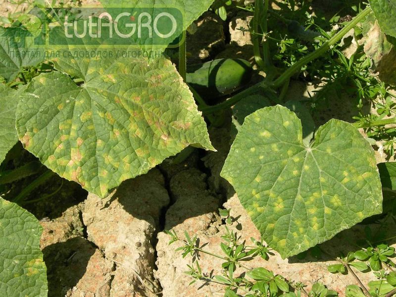 Хотите избежать пероноспороза в теплице и открытом грунте? - AGROzen