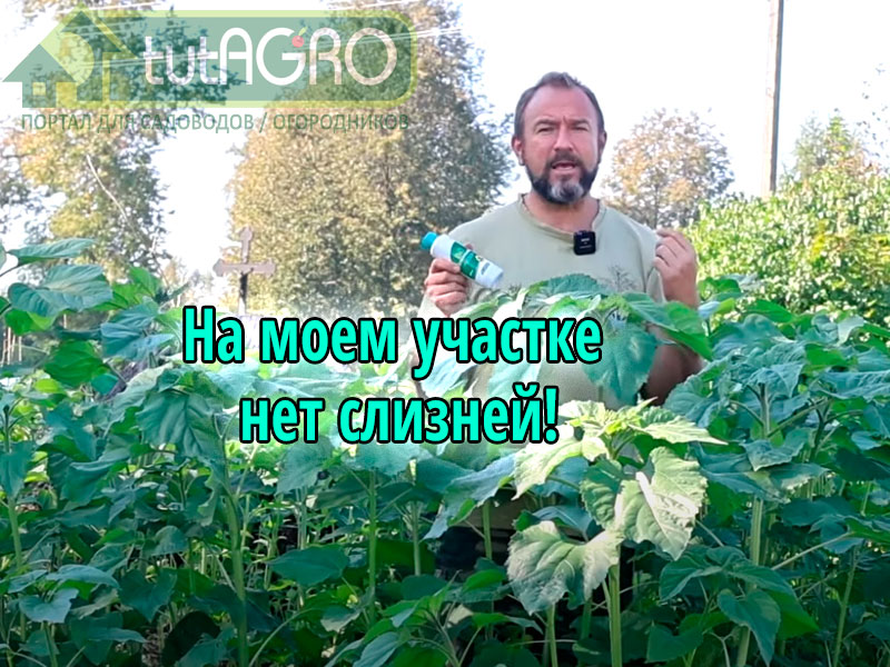 Простой способ защиты от слизней