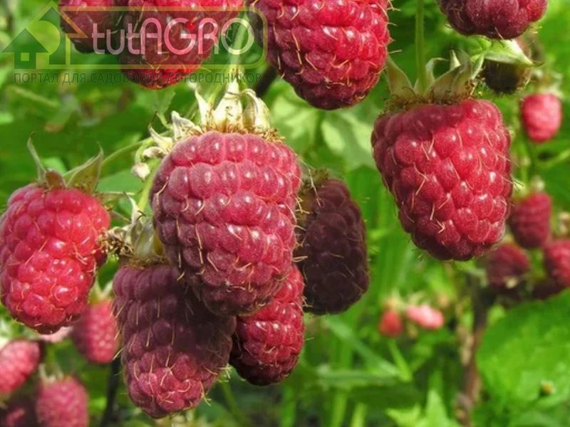Рецепт зеленого раствора - AGROzen