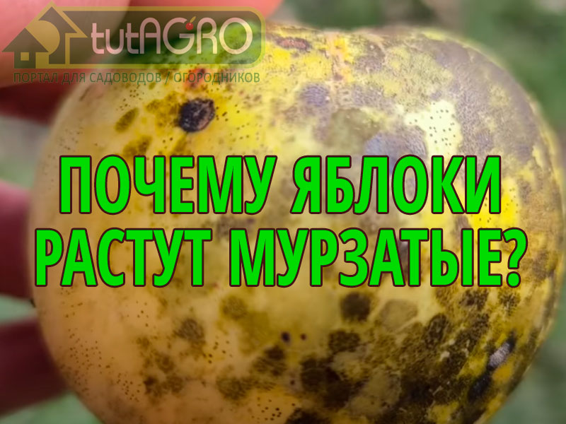 Убираем сажистый грибок, мухоседа и черную пятнистость