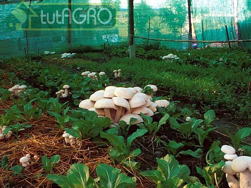 Компост из грибов является прекрасным дополнением к огородной почве - AGROzen