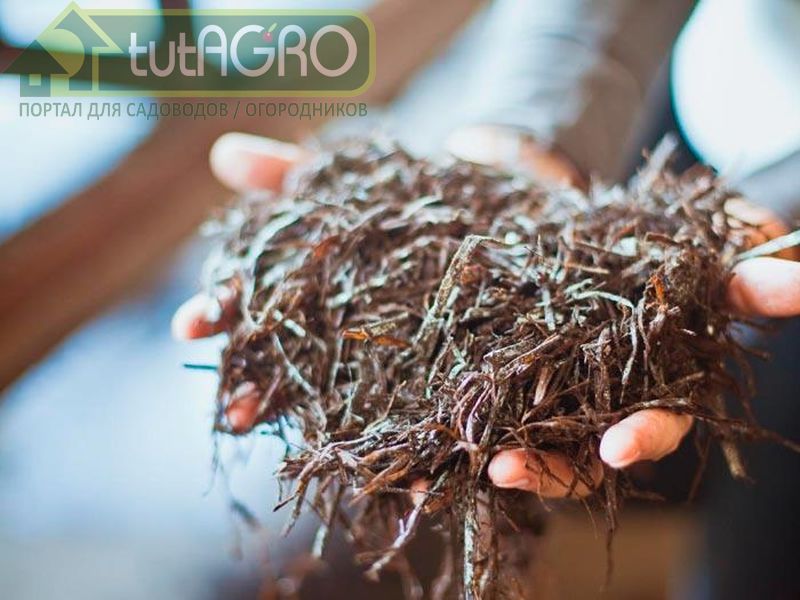 Компост из грибов подходит для большинства огородных и садовых растений - AGROzen