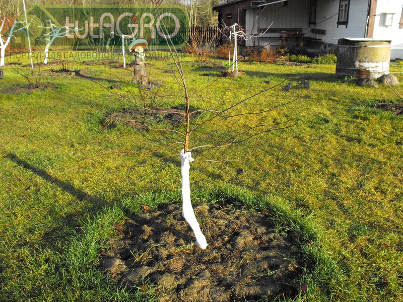 Обмотка стволов мешковиной или спанбондом - AGROzen