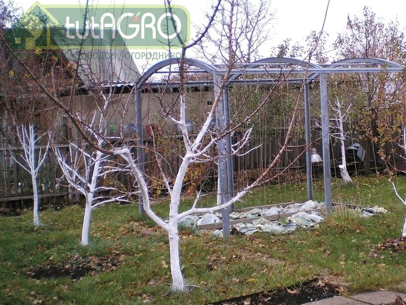 Этот состав сформирует минеральную пористую структуру - AGROzen