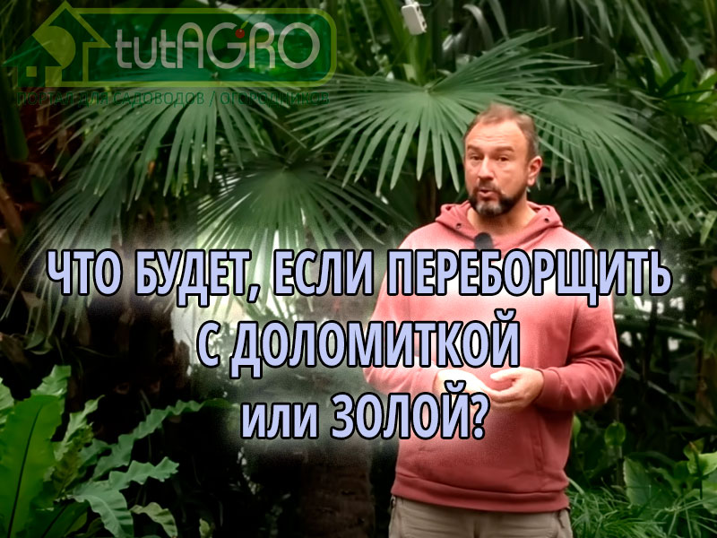 Что будет, если переборщить с доломиткой или золой?