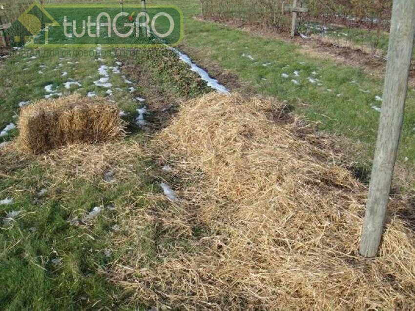 Считается, что опилки подкисляют почву, но это не совсем так Считается, что опилки подкисляют почву, но это не совсем так - AGROzen