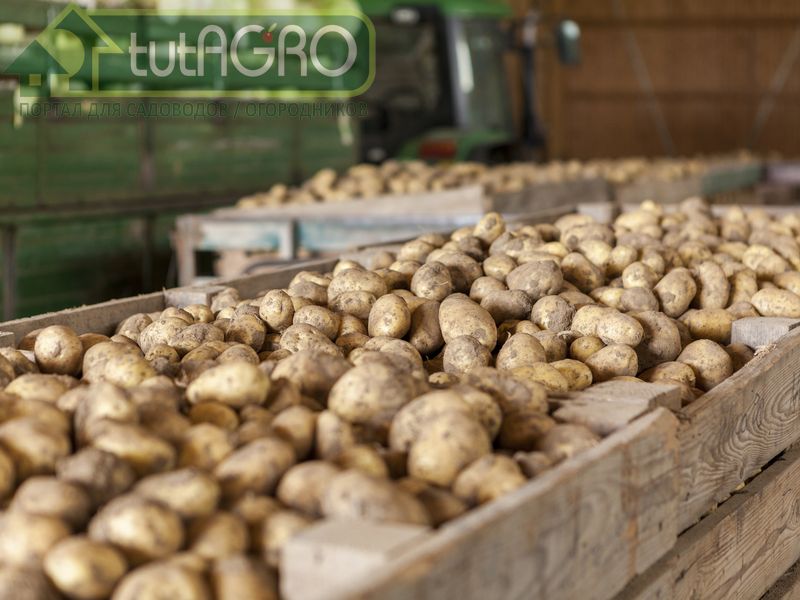Советы опытных огородников. Осень - AGROzen